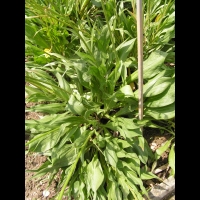 Scorzonera Hispanica L. - Scorsonere d'Espagne (fam. Composees)(Europe, Asie temperee)(01)